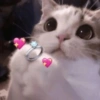 Gatinhos de humor 12