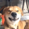 Perro bostezando 9