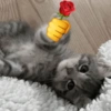 Animais com Emoji de Flor 🌹 9