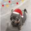 Memes de Natal 🔝 10