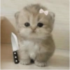 CUTE CAT 🐾 9
