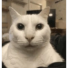 Más gatos tonotos 27