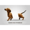 Anomali naek anjing 11