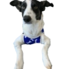 Bruce Wayne Dog 23