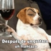 Perritos pal chat 🐕 7