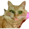 Gata de make memes 5