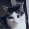 Cat & dog 2# 14