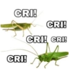CRI! CRI! CRI! CRI! CRI!