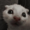 Gatinhos caóticos e fofos 2 13
