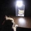 Gatinhos reações  12