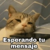 Gatitos SAD 😞 1 20