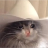 Gatitos tristes 26
