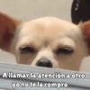 Perritos pal chat 🐕 29