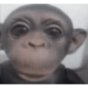 Macaco 10