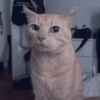 Cat & dog 2# 21
