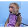 Monkey 14