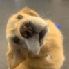 Memes cachorros  11