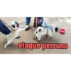 ataque perruno