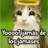 Meowl|Gato|Michi 🐈🦉 6