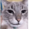 Más gatos tonotos 8