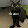 Cats 17