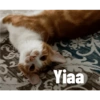 Yiaa