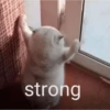 Kucing lucu 12