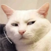 @gatitos4ntidepresivos