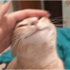Memes de gatos 15