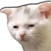 Gatos Llorando 13