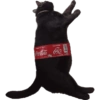 Gatinhos reações  8