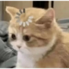 Cats 7