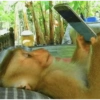 Monkey 22