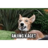 Anomali naek anjing 15