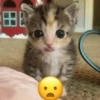 Gatinhos reações  15