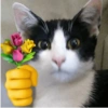 Animais com Emoji de Flor 🌹 19