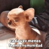 Perritos pal chat 🐕 10