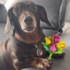 Animais com Emoji de Flor 🌹 15