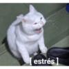 Frases 6
