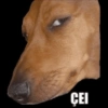 CEI