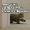 Cats Caps Turkish 9