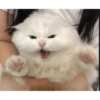 Pets fofos  18