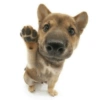 Dogs!  10