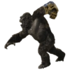 Kong 11