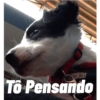 Dog 6