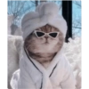 Pets fofos  10