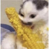 Pets fofos  30