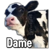 🚫Memes que no viste4🚫 8