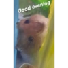Good evening