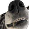 Bruce Wayne Dog 25